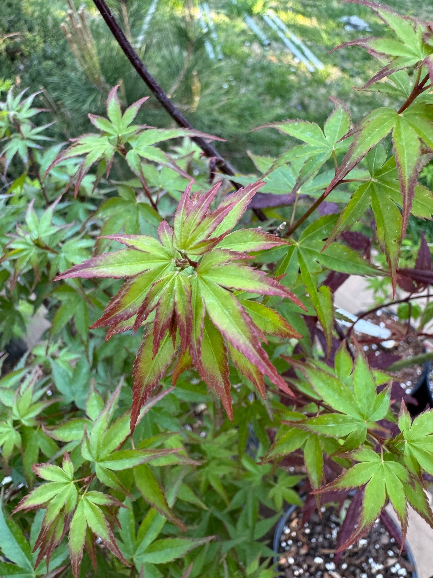 Grafted Japanese Maples (various cultivars)