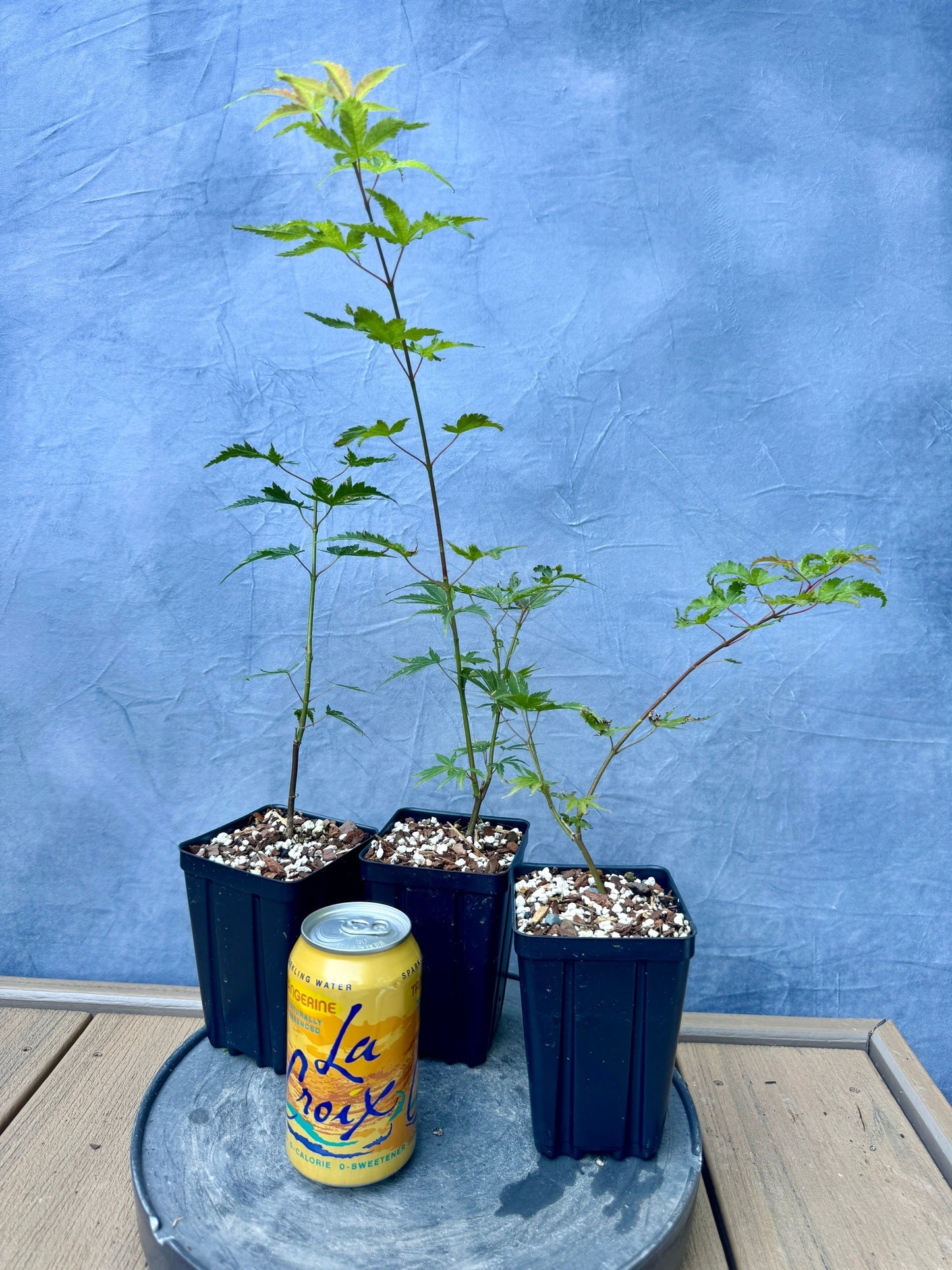 'Nishiki Gawa' Japanese Maple - Cutting Grown