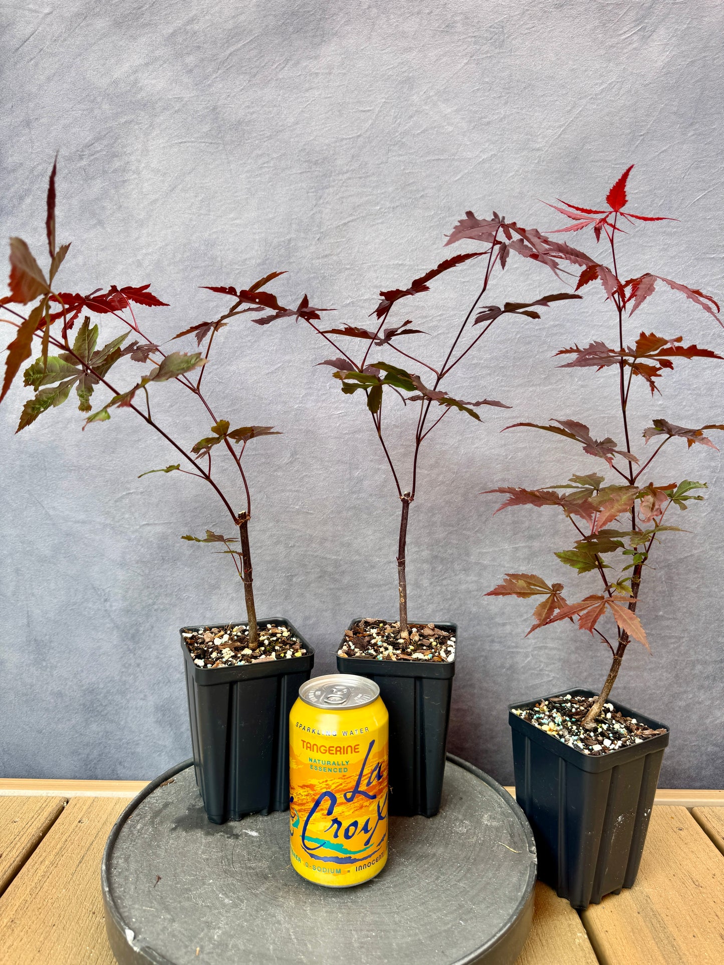 Red Japanese Maple