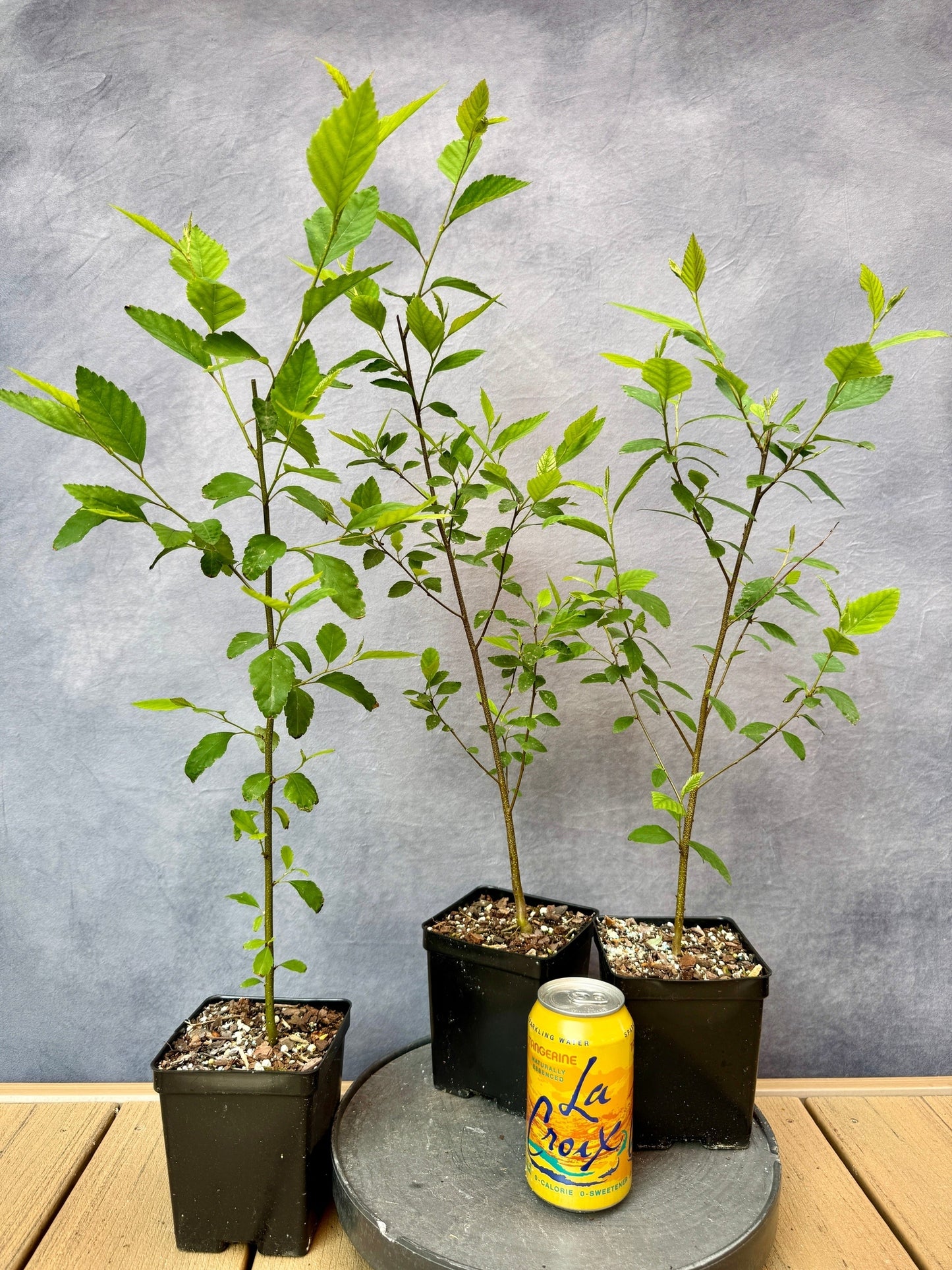 River Birch