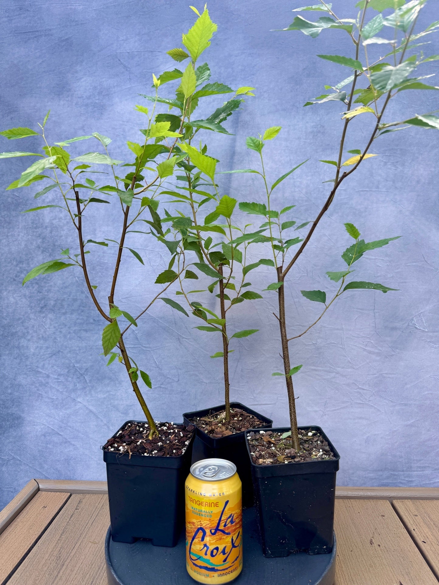River Birch