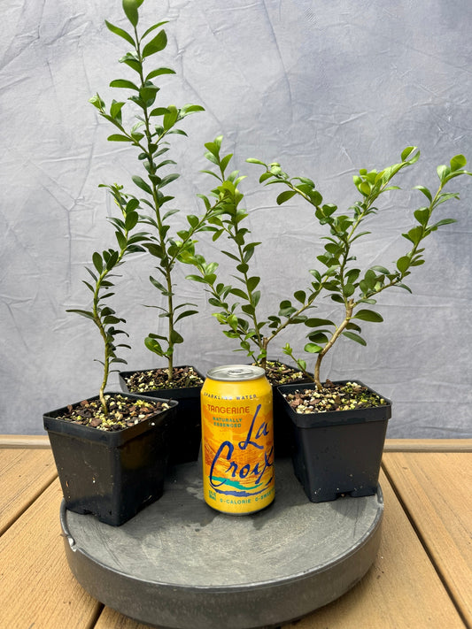 Rocky Creek Japanese Holly