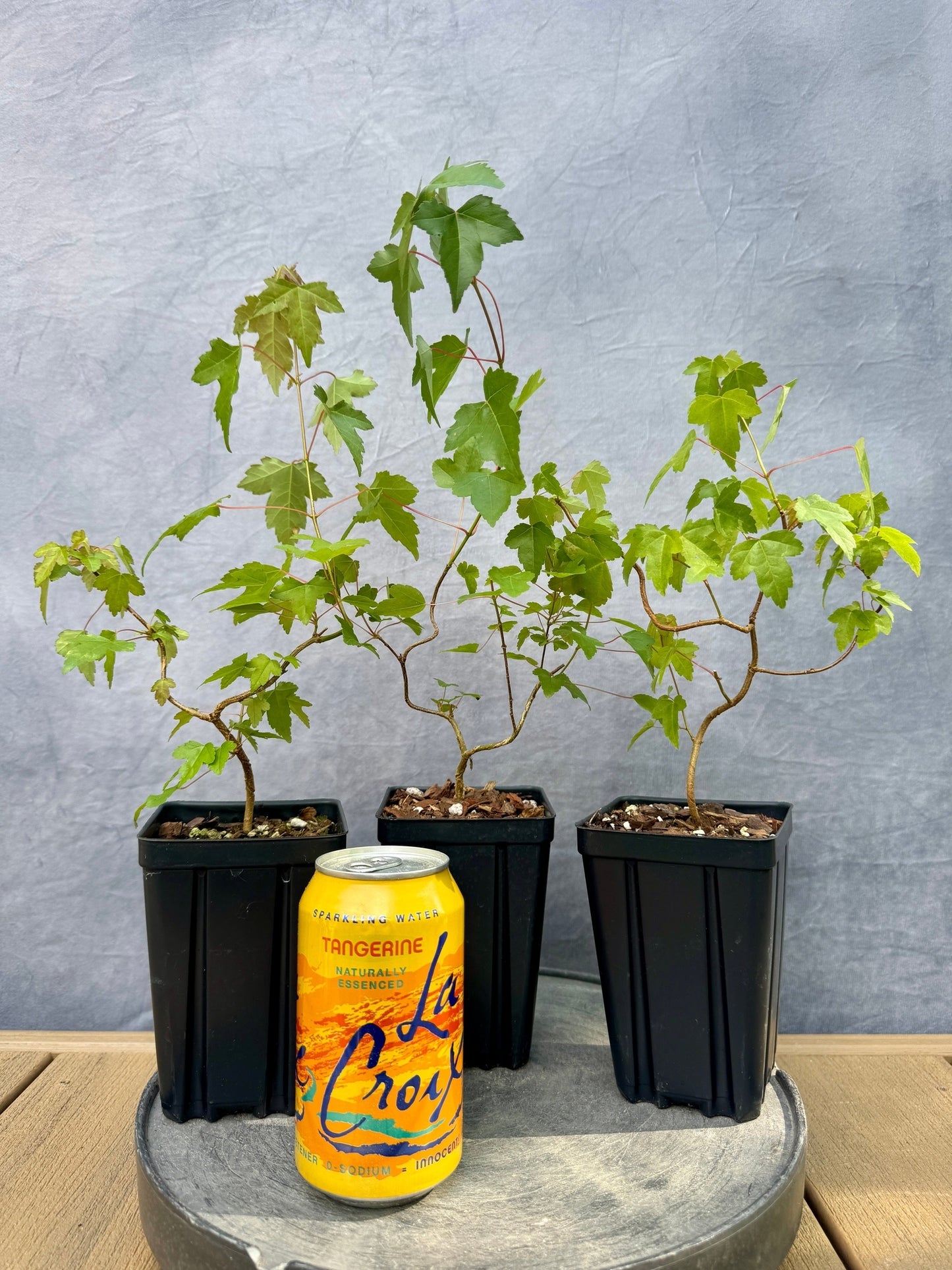 Trident Maple - Twisted/Wired