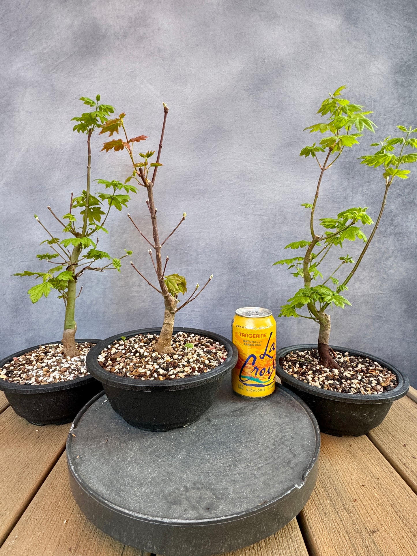 Vine Maple