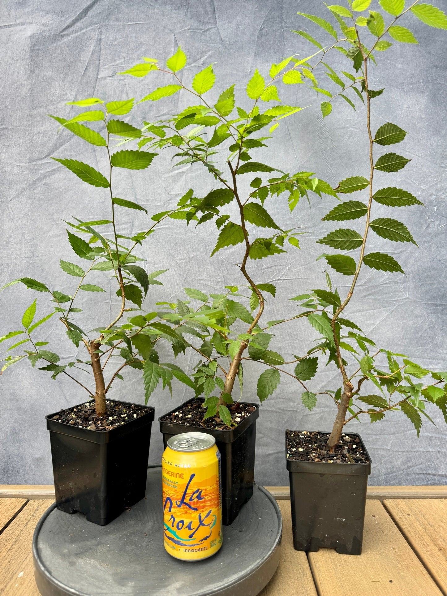 Zelkova