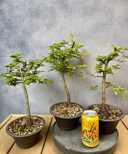 Korean Hornbeam