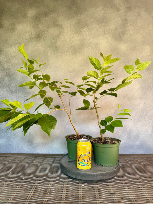 American Hophornbeam