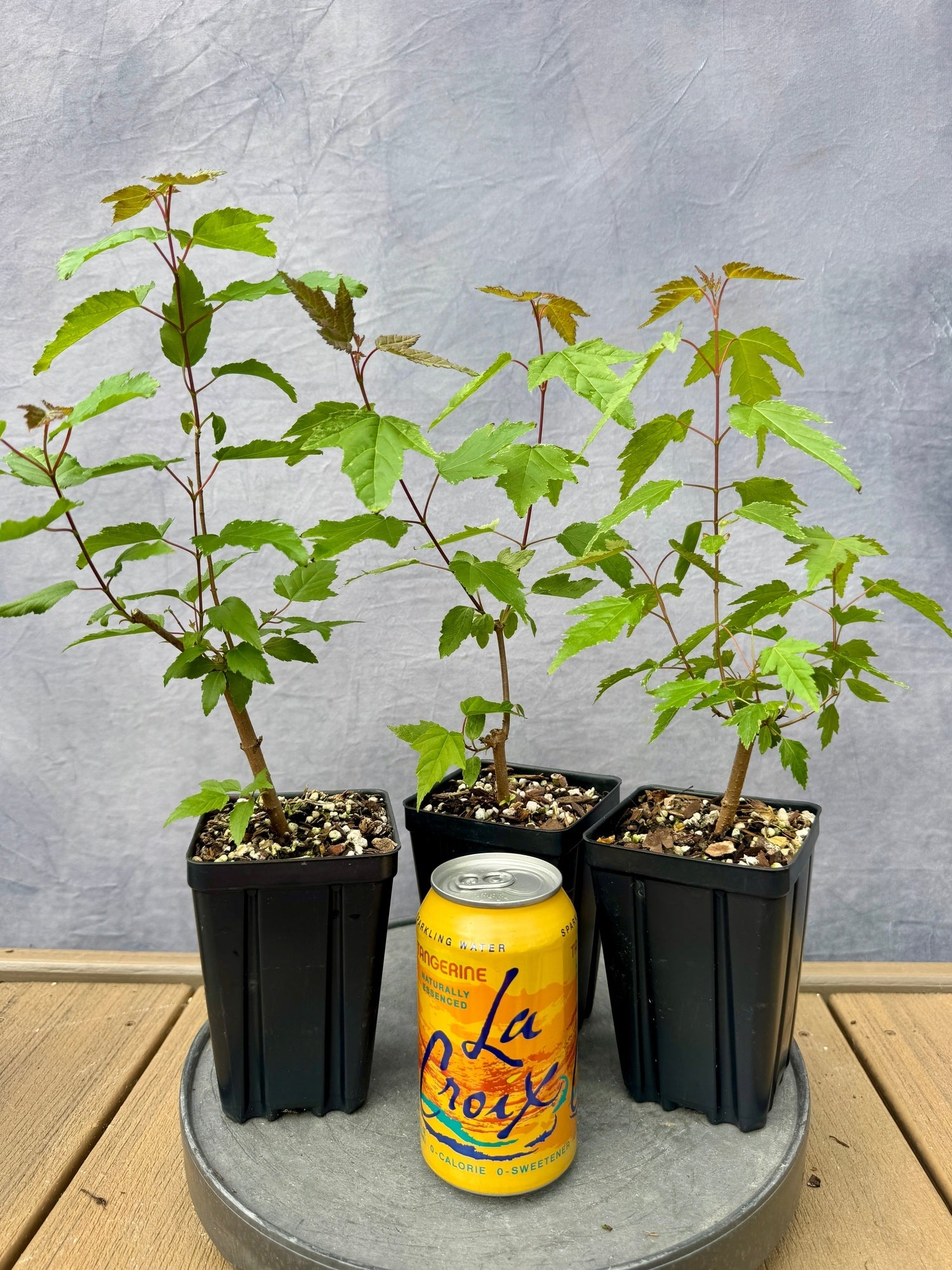 Amur Maple | Appalachian Plantworks