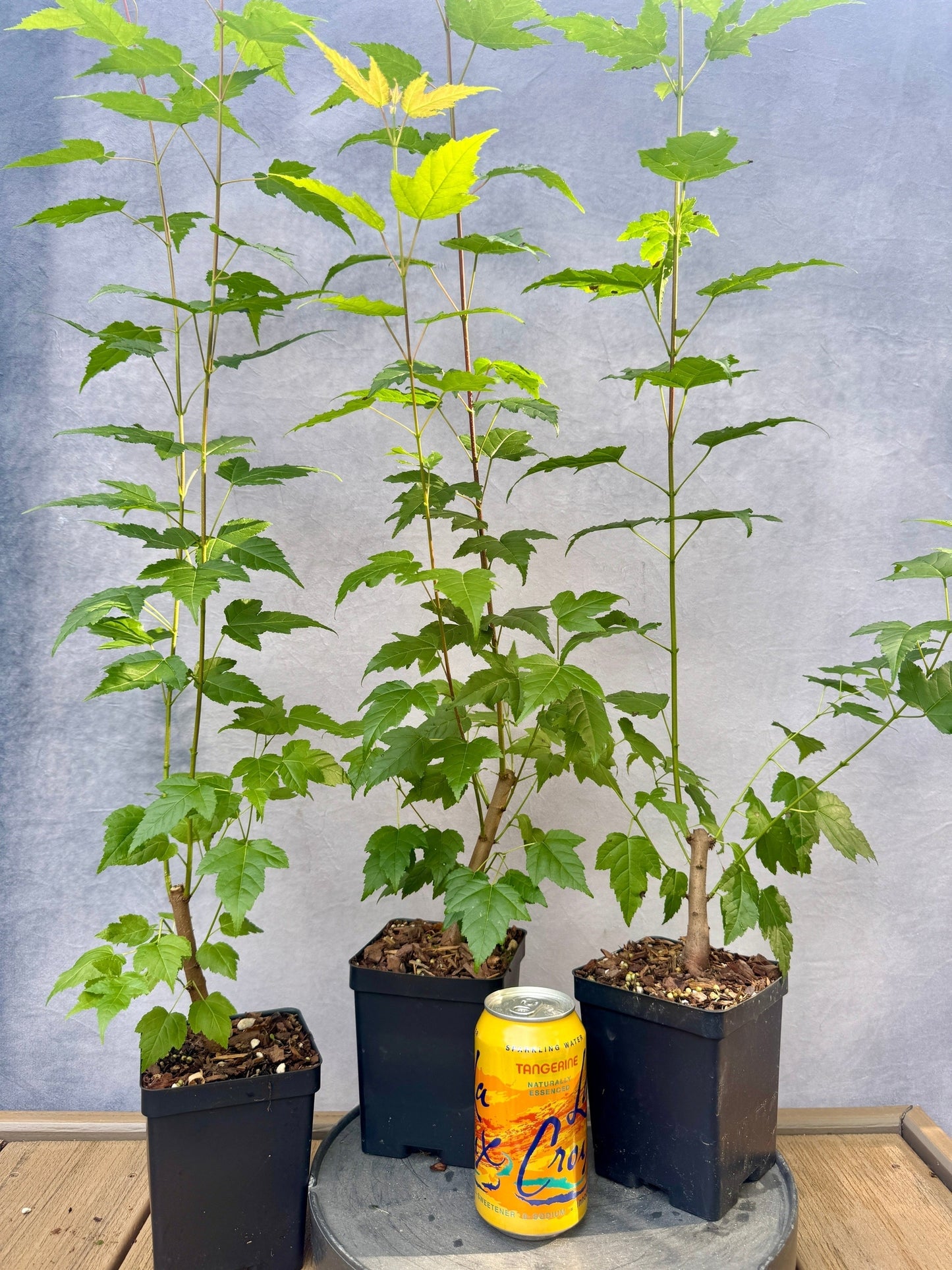 Amur Flame Maple
