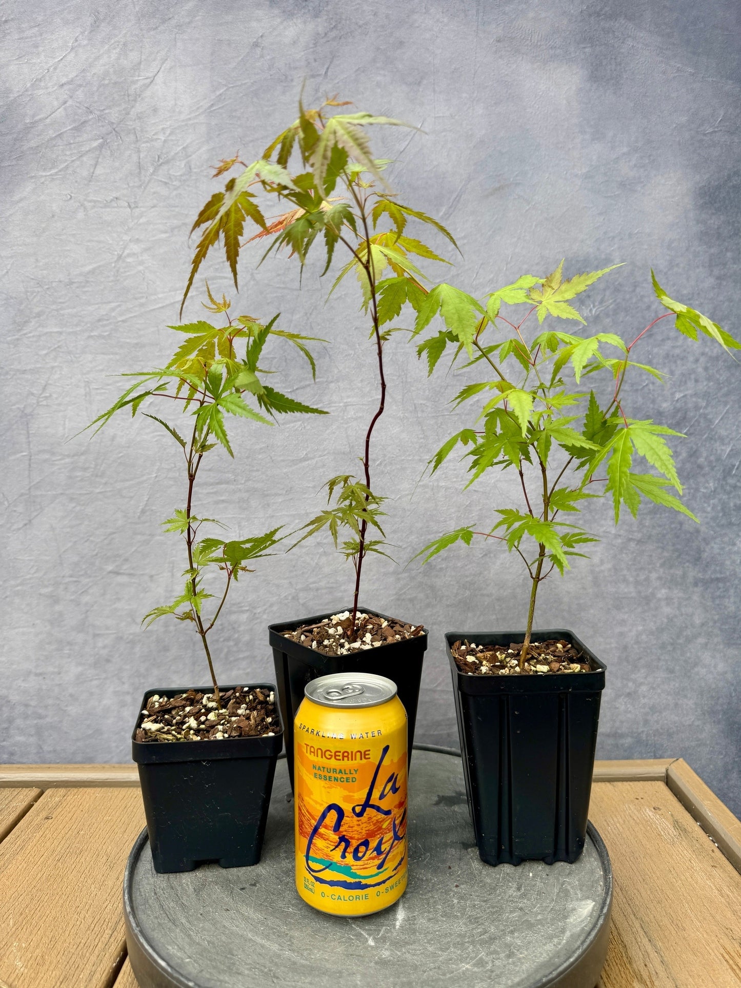 Seedlings of 'Arakawa' Japanese Maple
