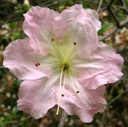 Satsuki Azalea (various cultivars)