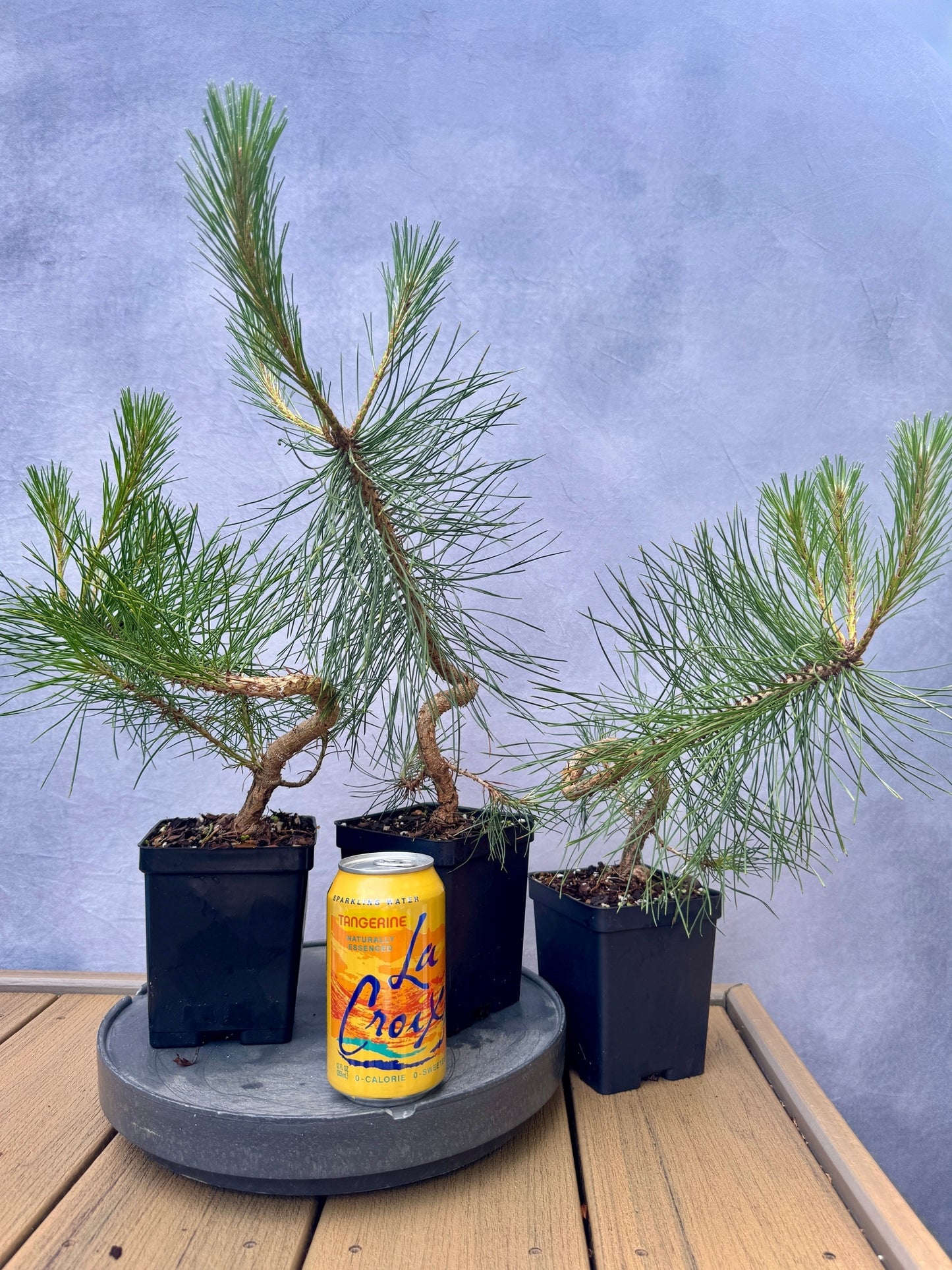Austrian Black Pine