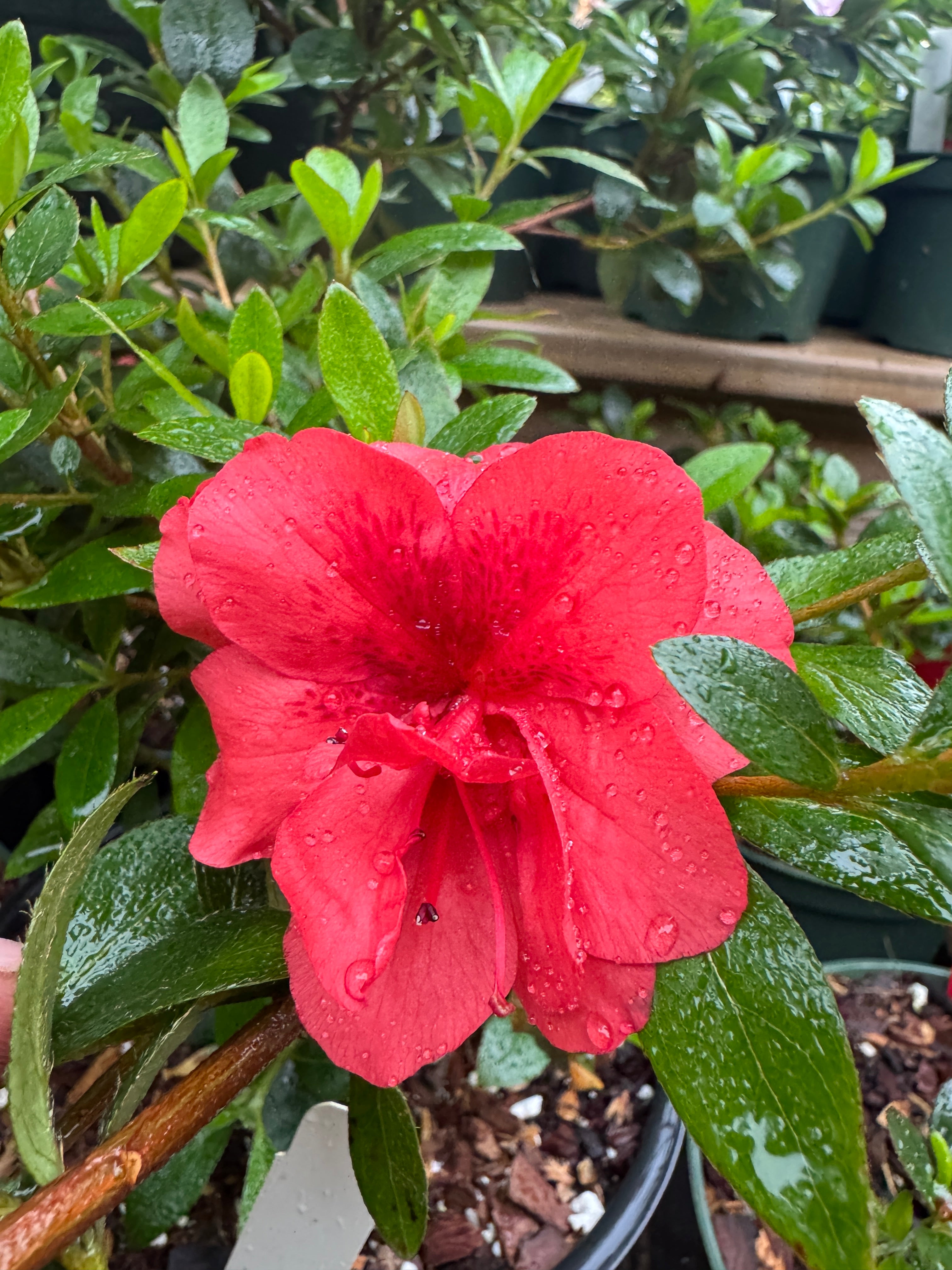 Satsuki Azalea (various cultivars) | Appalachian Plantworks
