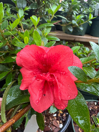 Satsuki Azalea (various cultivars)