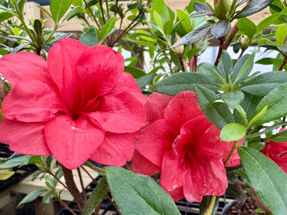 Satsuki Azalea (various cultivars)