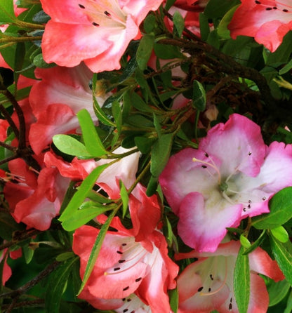 Satsuki Azalea (various cultivars)