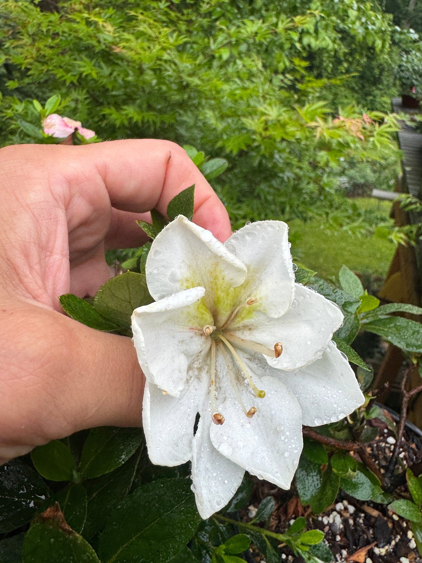 Satsuki Azalea (various cultivars)