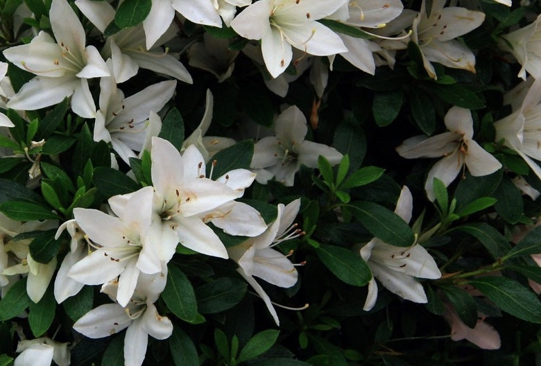 Satsuki Azalea (various cultivars)