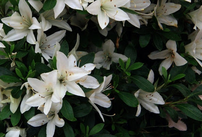Satsuki Azalea (various cultivars)