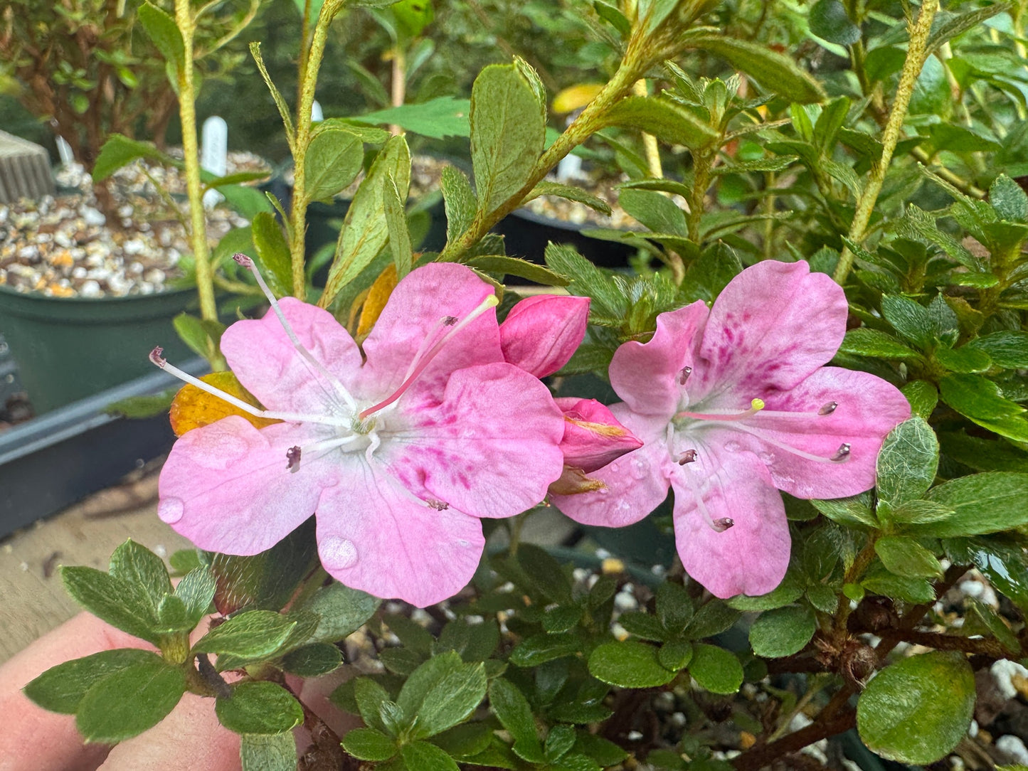 Satsuki Azalea (various cultivars)
