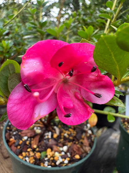 Satsuki Azalea (various cultivars)