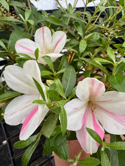 Satsuki Azalea (various cultivars)