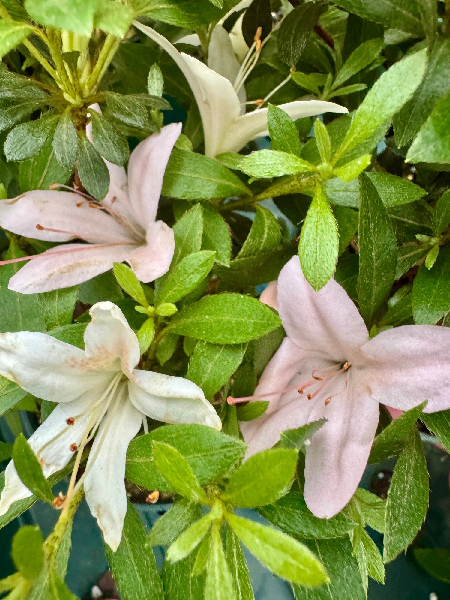 Satsuki Azalea (various cultivars) | Appalachian Plantworks