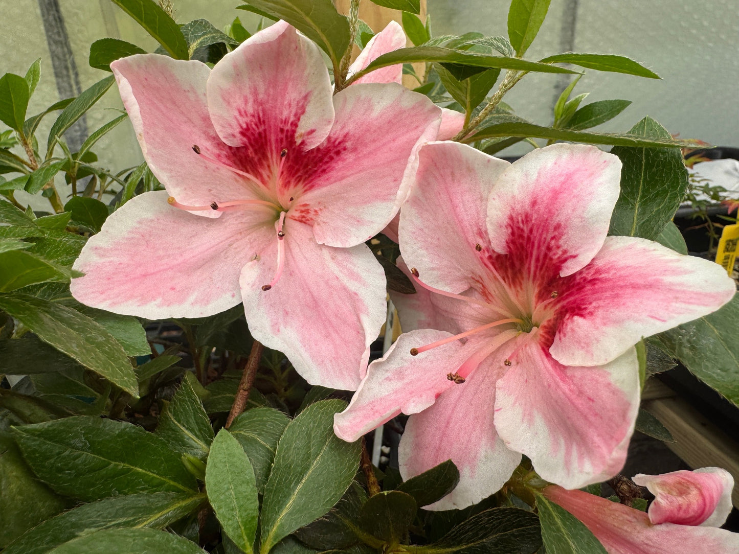 Satsuki Azalea (various cultivars)