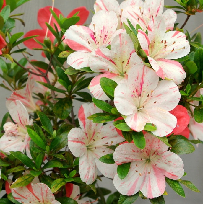 Satsuki Azalea (various cultivars)