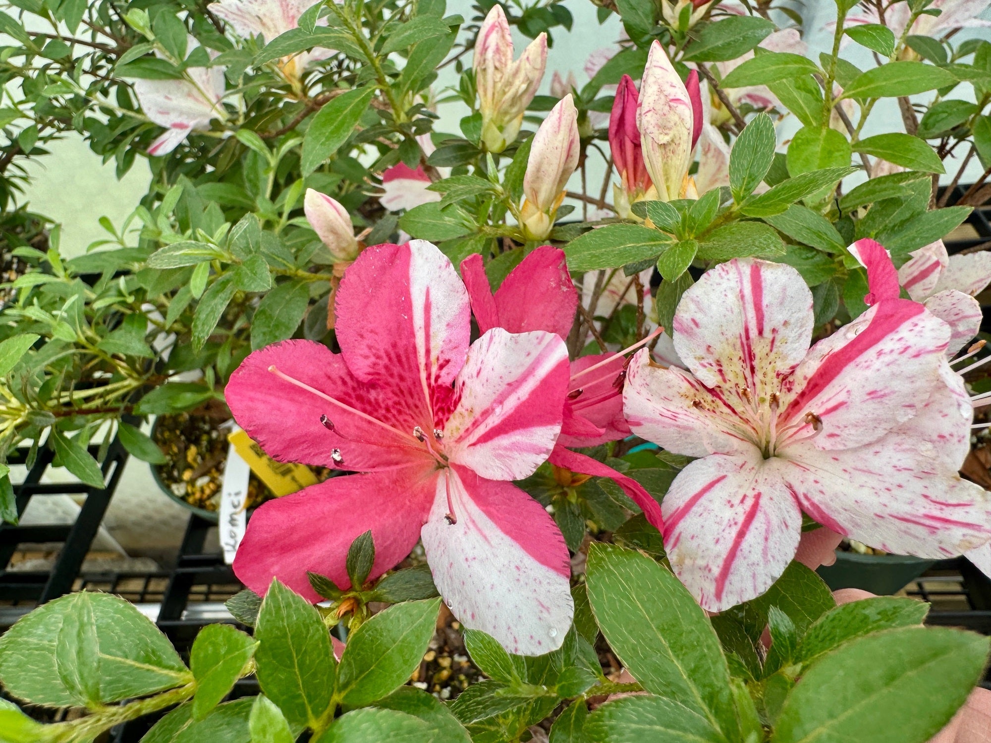 Satsuki Azalea (various cultivars) | Appalachian Plantworks