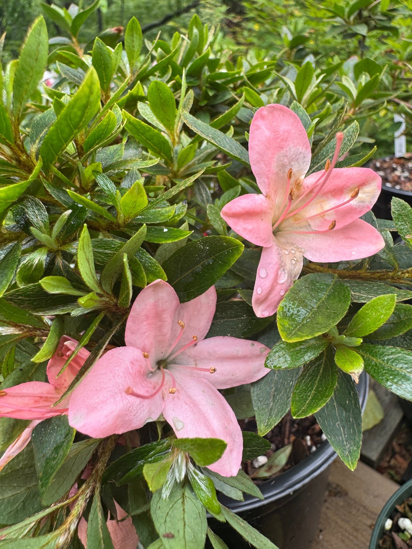 Satsuki Azalea (various cultivars)