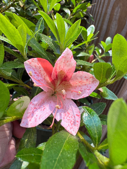 Satsuki Azalea (various cultivars)