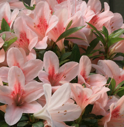 Satsuki Azalea (various cultivars)