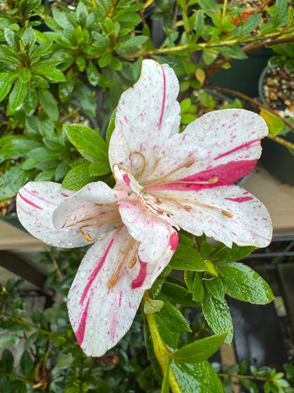 Satsuki Azalea (various cultivars)