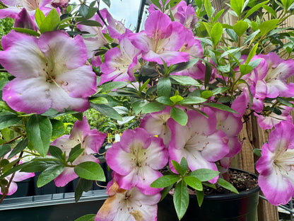 Satsuki Azalea (various cultivars)