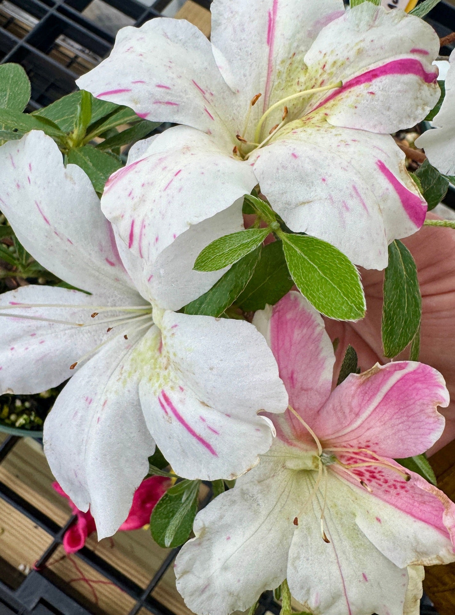 Satsuki Azalea (various cultivars) | Appalachian Plantworks