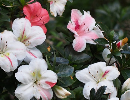 Satsuki Azalea (various cultivars)