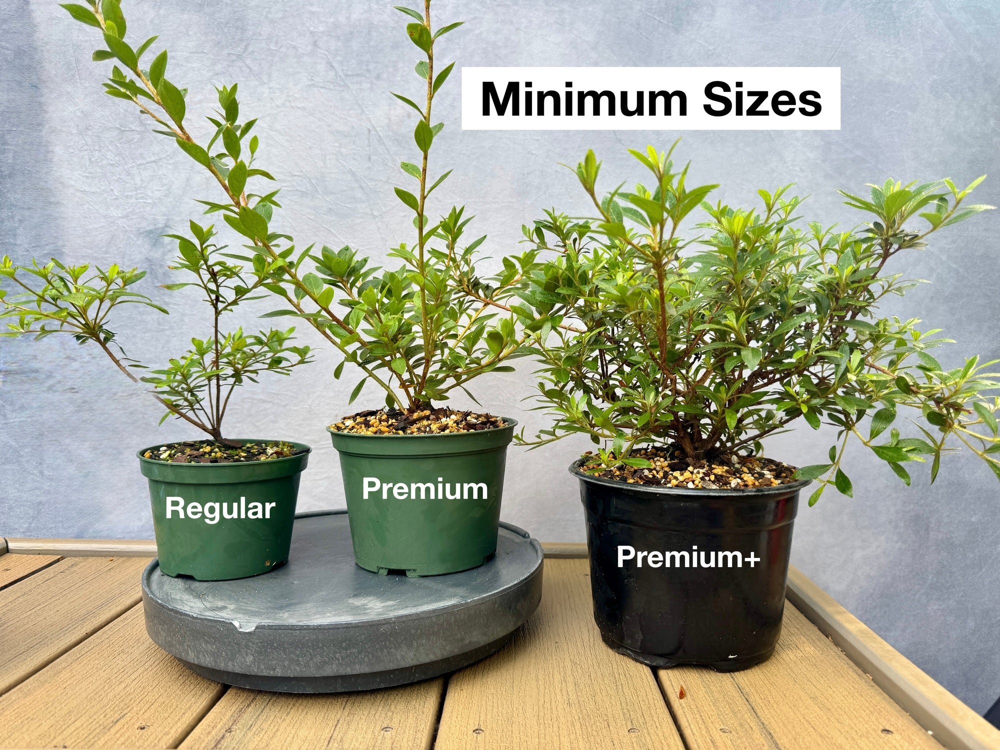 Satsuki Azalea (various cultivars) | Appalachian Plantworks
