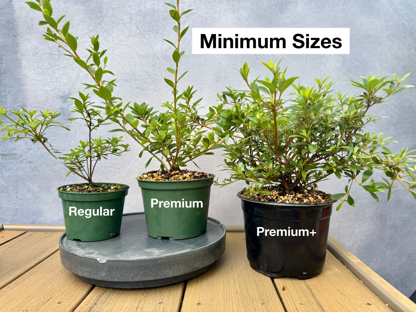 Satsuki Azalea (various cultivars)