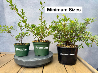 Satsuki Azalea (various cultivars)