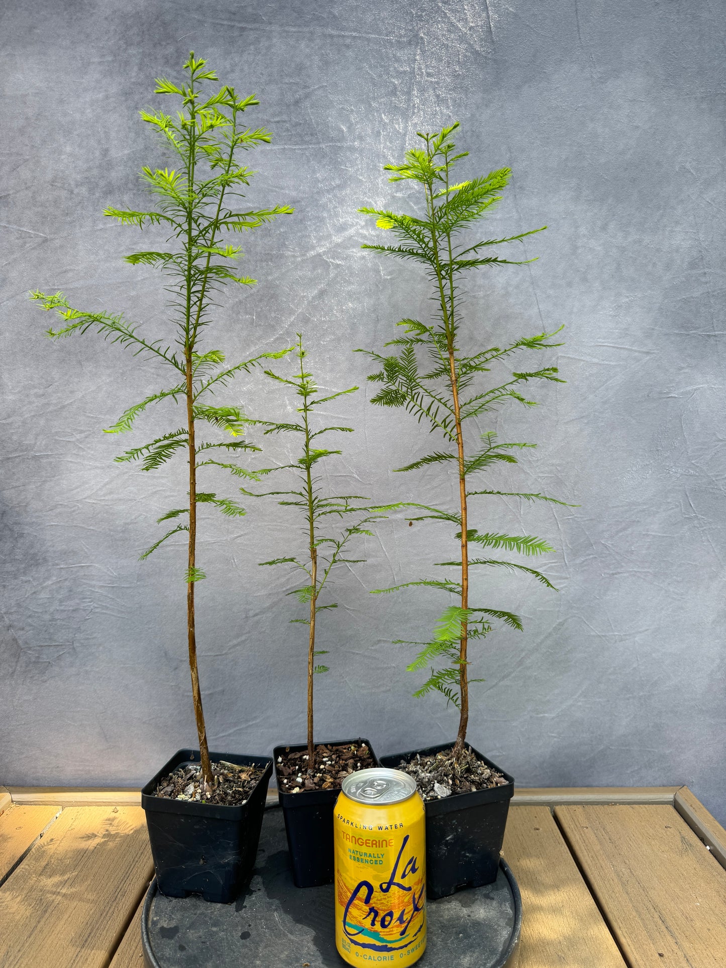 Bald Cypress