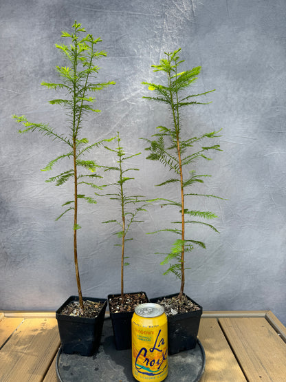 Bald Cypress