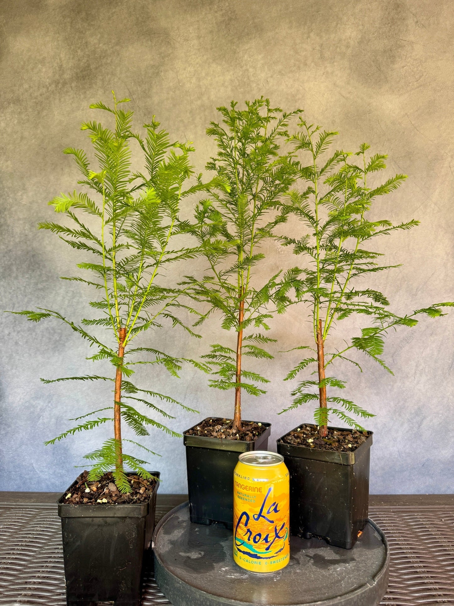 Bald Cypress