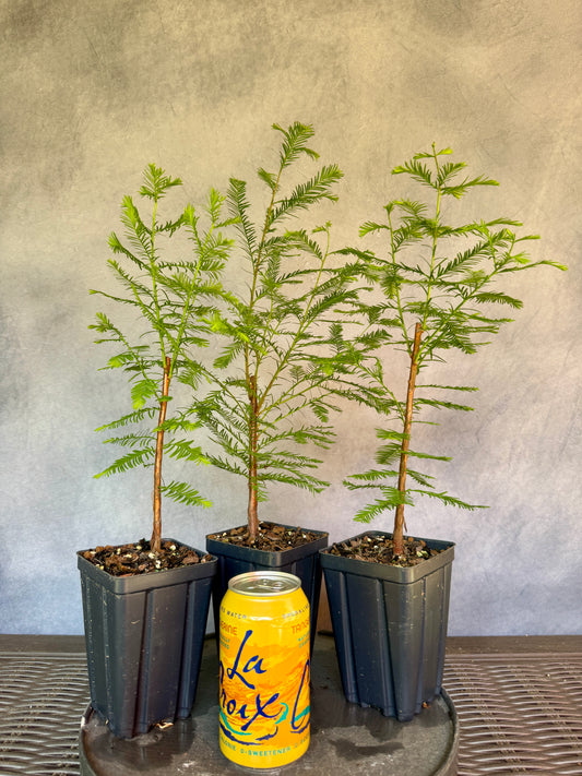 Bald Cypress