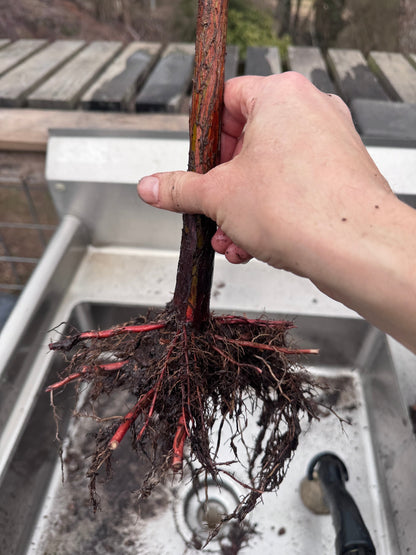 Bald Cypress