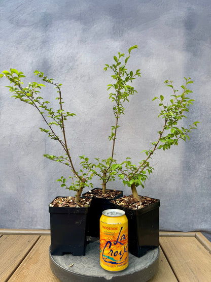 Chinese Elm