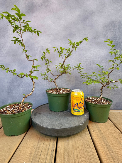 bonsai tree chinese elm Chinese Elm