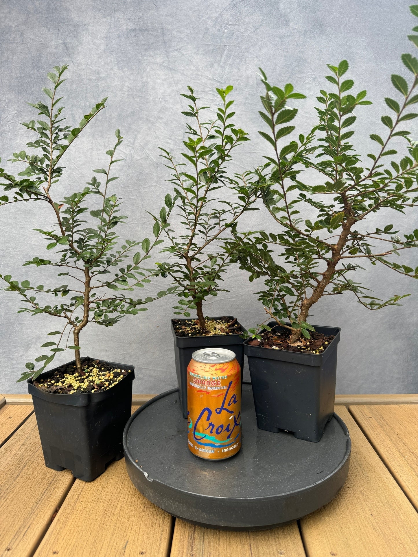 Corkbark Elm