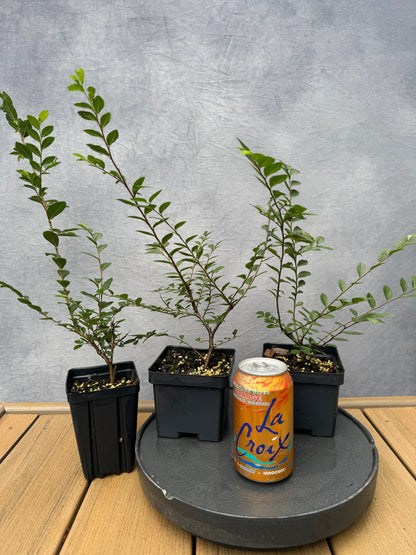 Corkbark Elm