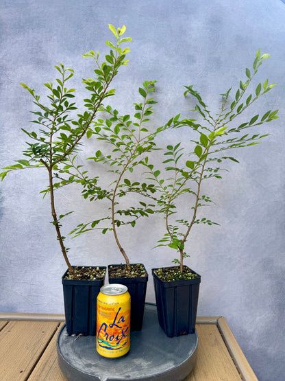 Corkbark Elm